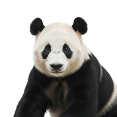 Fototapeta premium Charming portrait of a fluffy panda bear with expressive eyes on white backdrop