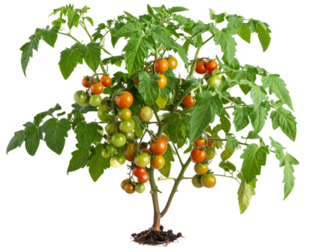 Evolutionary Regression of Tomato Plant into Ancient Ancestral Form, Side View, Isolated on transparent background.