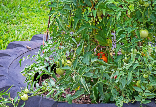 Repurposed tire growing tomatoes