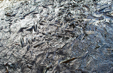 Swirls with trout visible above water