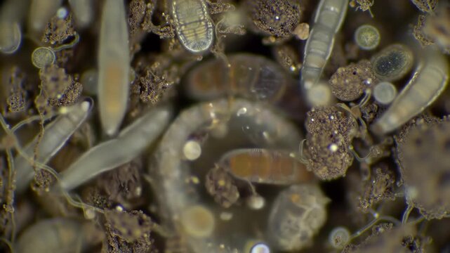 Microscopic view of soil with microorganisms, nematodes and protozoa.