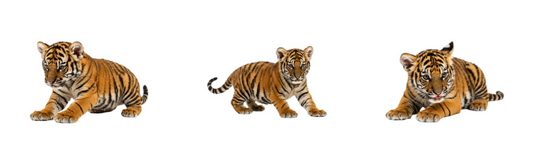 Obraz premium Playful tiger cubs in natural habitat wildlife captivating forest setting. Set PNG
