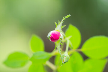 Close-up of bud of red pink colored rose flower outdoors at garden terrace on a summer afternoon. Photo taken August 20th, 2025, Zurich, Switzerland.