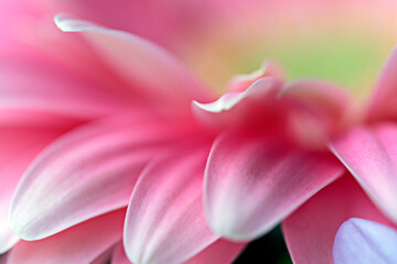 Details of a beautiful pink flower