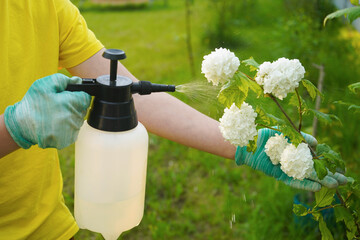 Amidst a vibrant garden, someone is applying a protective solution, with close-up damage on...