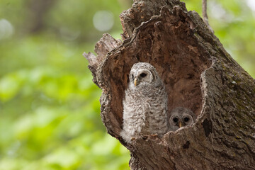Barred Owl chicks taken in southern MN