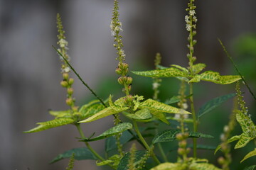 Croton bonplandianus plant flower. It is a perennial herb with medicinal properties, often used in...