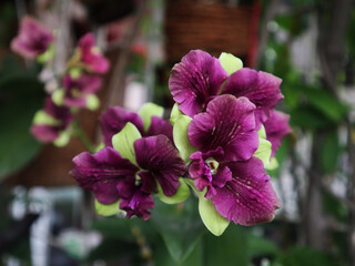 Obraz premium Dendrobium Noporn Green is a type of Dendrobium orchid known for its light green to white flowers with purple petals.