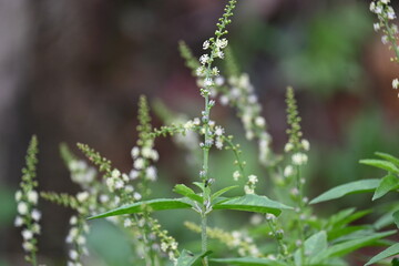 Croton bonplandianus plant flower. It is a perennial herb with medicinal properties, often used in traditional medicine to treat various ailments.