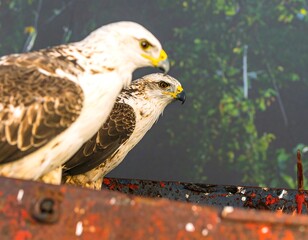 Two birds of prey perched on a rusted surface.
