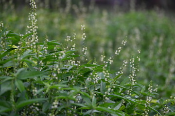 Croton bonplandianus plant flower. It is a perennial herb with medicinal properties, often used in...