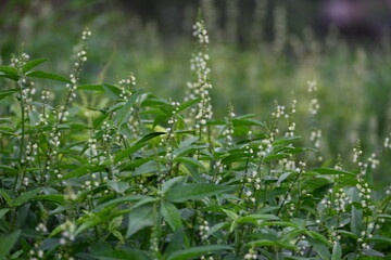 Croton bonplandianus plant flower. It is a perennial herb with medicinal properties, often used in...