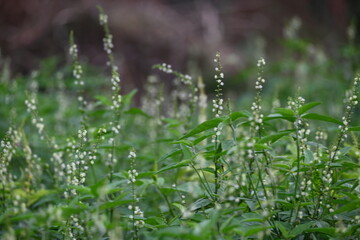 Croton bonplandianus plant flower. It is a perennial herb with medicinal properties, often used in traditional medicine to treat various ailments.