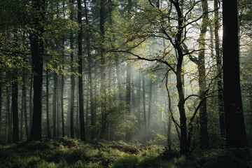 Fototapeta premium A forest with trees and sunlight shining through the leaves