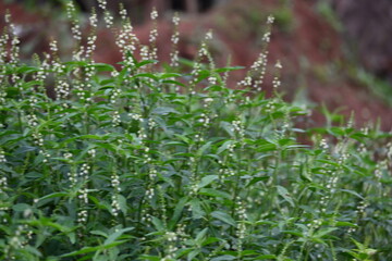 Croton bonplandianus plant flower. It is a perennial herb with medicinal properties, often used in...