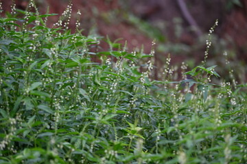 Croton bonplandianus plant flower. It is a perennial herb with medicinal properties, often used in traditional medicine to treat various ailments.