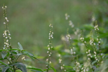 Croton bonplandianus plant flower. It is a perennial herb with medicinal properties, often used in...