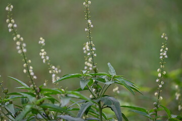 Croton bonplandianus plant flower. It is a perennial herb with medicinal properties, often used in...