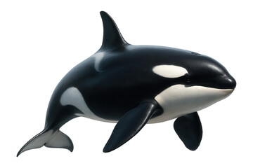 Isolated orca aquatic mammal.