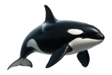 Isolated orca aquatic mammal.