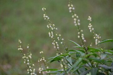 Croton bonplandianus plant flower. It is a perennial herb with medicinal properties, often used in...