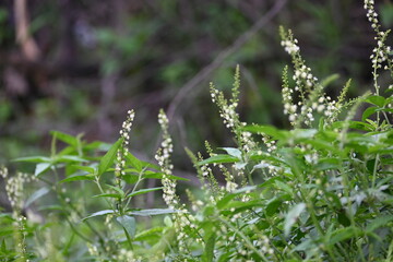 Croton bonplandianus plant flower. It is a perennial herb with medicinal properties, often used in...