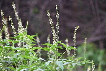 Croton bonplandianus plant flower. It is a perennial herb with medicinal properties, often used in...