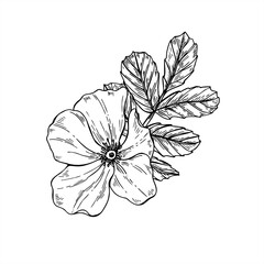 Rosehip flower head with leaves bouquet monochrome vector ink composition. Blooming wild dog rose sketch. Floral element for herbal product packaging, romantic wedding invitations, greeting cards
