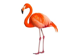Fototapeta premium Vibrant pink flamingo profile