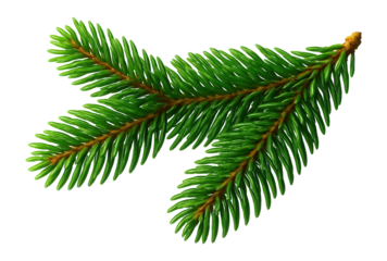 Realistic 3D fir branch with verdant green needles.