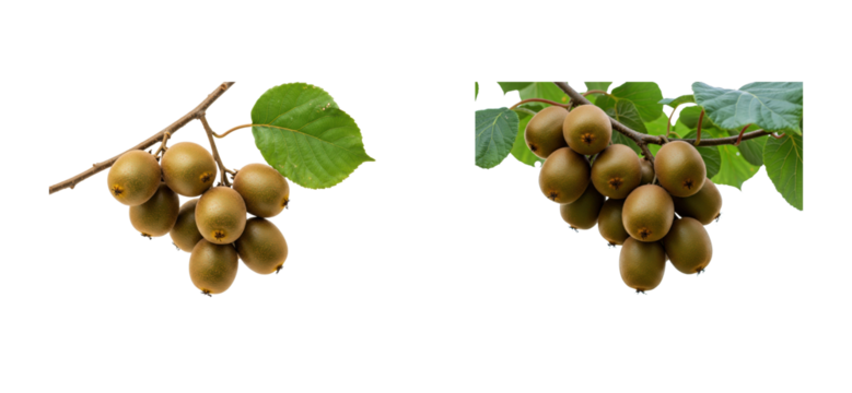 Harvesting fresh loquats orchard nature outdoor setting organic farming concept. Set PNG