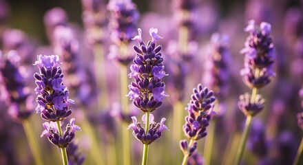 Blooming lavender plant with sunlight and golden purple bokeh, macro flower photography for aromatherapy and natural lifestyle visuals