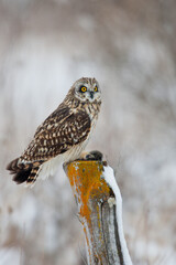 Short-eared Owl taken in central MN in the wild