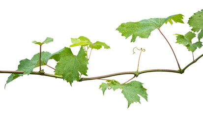 Grape branch on transparent background.Grapevine.