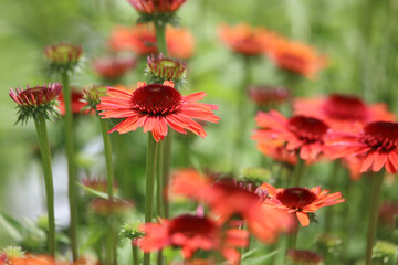 風に揺れるエキナセア