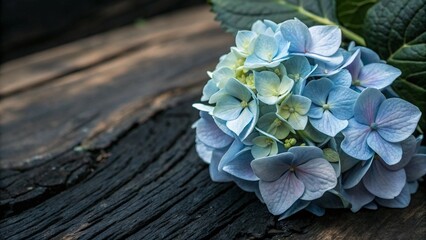 Scattered Blue Hydrangea Petals on Dark Slate Background
