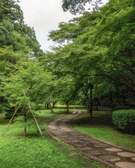 新緑のもみじ谷
