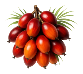 Fresh ripe red and orange palm fruit bunch.