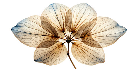 A delicate, translucent hydrangea flower viewed from below, showcasing its intricate veined petals and structure against a clean transparent background, highlighting natural beauty