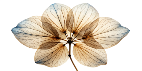 A delicate, translucent hydrangea flower viewed from below, showcasing its intricate veined petals and structure against a clean transparent background, highlighting natural beauty