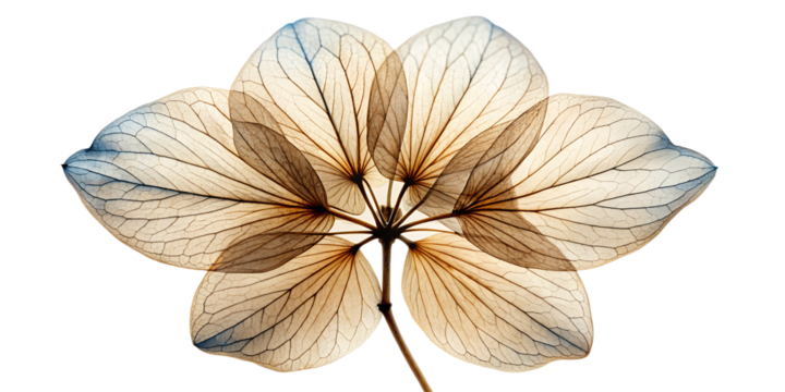 A delicate, translucent hydrangea flower viewed from below, showcasing its intricate veined petals and structure against a clean transparent background, highlighting natural beauty