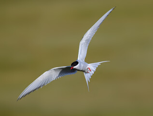 Arctic Tern in Flight Against Green Background
