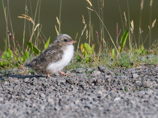 Juvenile Arctic Tern Chick on Gravel Pathway