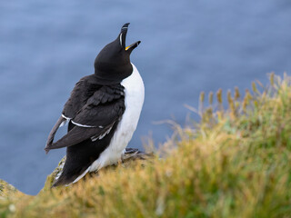 Razorbill Calling from Coastal Cliff Edge