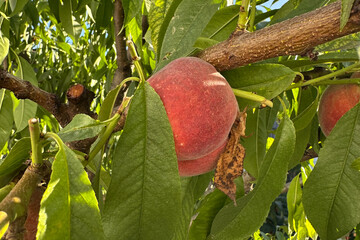 red ripening peach on tree