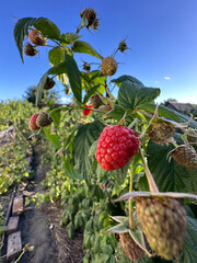 summer raspberry bushes with red berries