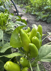 hot green peppers in the garden growing upwards