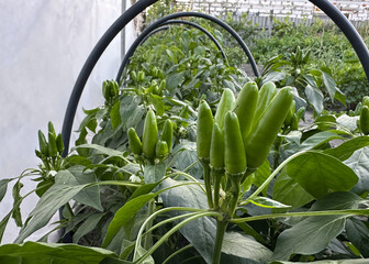 hot green peppers in a garden bed in a greenhouse