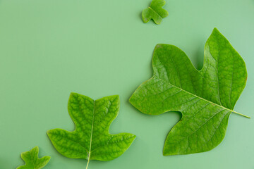 Bright green leaves create contrast on the green surface