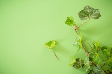 Decorative ivy with branch and leaves on background